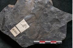Foto (Detailansicht) von Flabellaria sublongirhachis Ettingshausen (NHMW-GEO-2024-0188-10232)